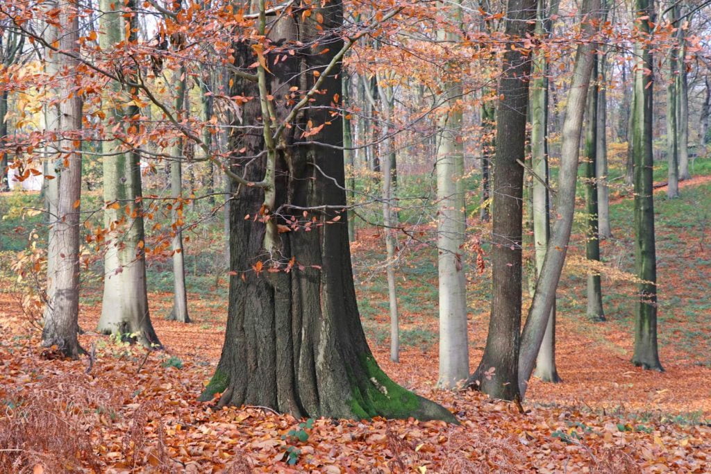 Foret de Hêtres pour pellets résineux